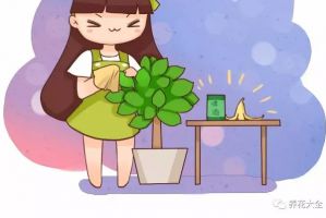 給花擦點這個，葉子賊綠，從不發(fā)黃！