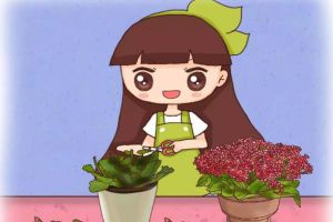 長(zhǎng)壽花剛?cè)肭锞秃诟?？再這么澆水必死無(wú)疑！
