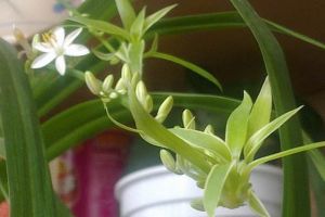“吊蘭”開花寓示“好運(yùn)”，看看你家吊蘭為何不開花？
