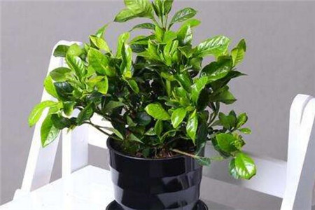 不開(kāi)花的梔子花