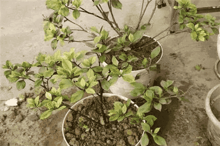 不開(kāi)花的梔子花