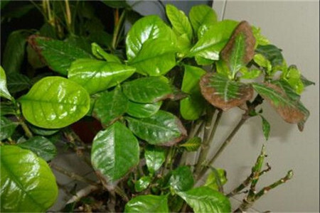 不開(kāi)花的梔子花