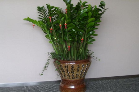 金錢樹(shù)