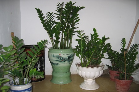 金錢樹(shù)
