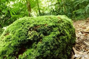 現(xiàn)在泡這幾瓶水，秋天不用買花肥！