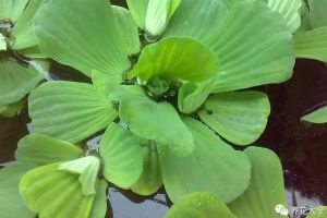 臭水溝挖點(diǎn)它養(yǎng)盆里，居然完爆花市重金買的盆栽！