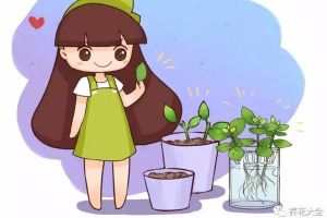 再便宜也別買，用這4個(gè)小方法，輕松養(yǎng)出10盆花！