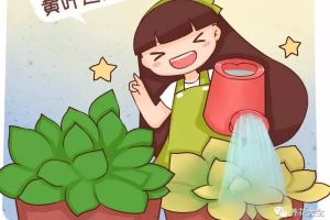 澆水加2滴這東西，3天黃葉變綠葉！