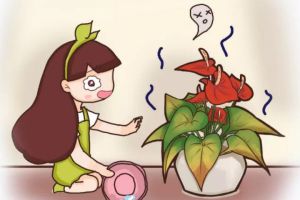 綠蘿梔子…天一熱就成黃臉婆？學(xué)1招，3天黃葉變綠葉！