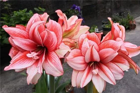朱頂紅