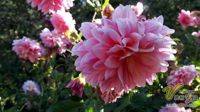 大麗花不開(kāi)花怎么辦