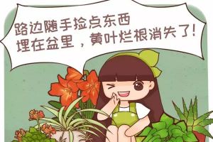 路邊隨手撿點(diǎn)東西，往盆里一埋，黃葉爛根消失了！