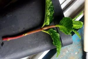 扦插不生根？扔水里，分分鐘長出白花花的根！