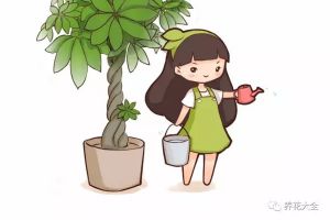 發(fā)財樹這樣澆水，不但澆不死，還能綠油油