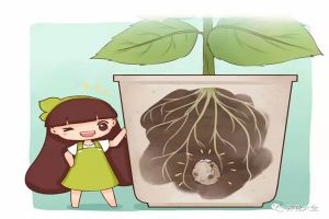 盆底埋顆鵪鶉蛋，花又壯又猛，長(zhǎng)瘋了！