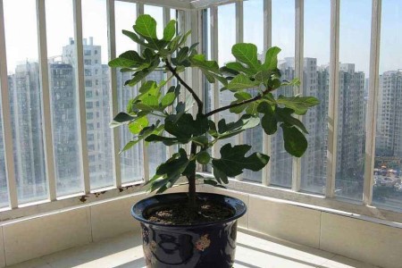 漂亮的平安樹