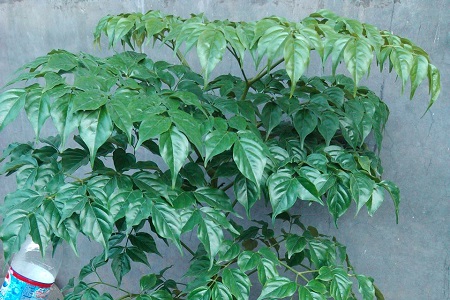 幸福樹(shù)