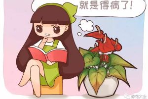夏天花有這10種表現(xiàn)，就是得病了！再不管就死透啦！