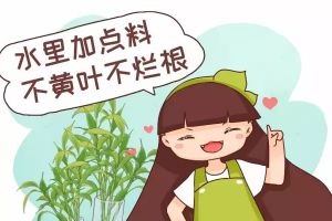 水里加點(diǎn)料，葉跟打了蠟似的，賊綠賊亮！