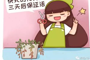 老花農(nóng)告訴我，快死的花這樣剪兩刀，3天后保證活！