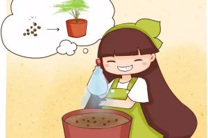 他養(yǎng)的文竹開了花，還結(jié)出100多個(gè)果，種土里全部發(fā)芽！