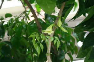 菜豆樹(shù)的種植方法