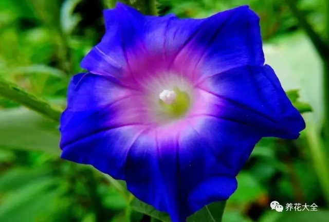 養(yǎng)花5年，死了一堆，就剩這10種還開爆陽臺！