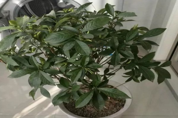 用這水一澆，梔子黃葉變綠葉，蹭蹭猛開花，鄰居看了都眼紅！