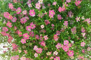 滿(mǎn)天星為什么不開(kāi)花