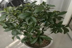 用這水一澆，梔子黃葉變綠葉，蹭蹭猛開花，鄰居看了都眼紅！