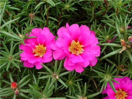 太陽花