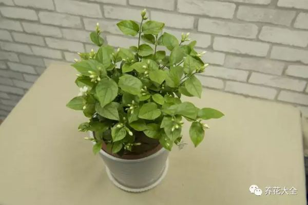 1塊果皮扔盆里，花長得又壯又猛！