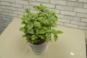 1塊果皮扔盆里，花長得又壯又猛！