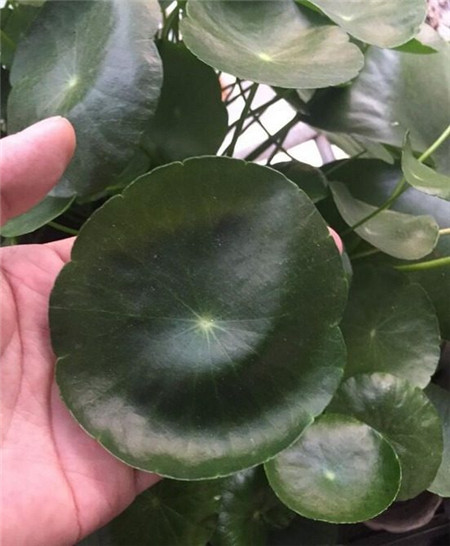 銅錢草 銅錢草
