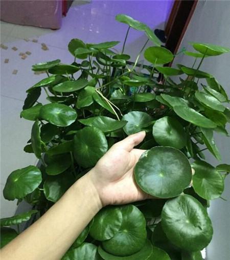 巴航大的銅錢草 巴航大的銅錢草