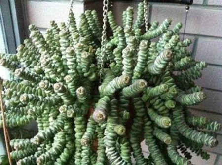 漂亮的錢(qián)串