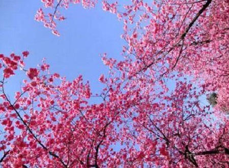 漂亮的櫻花