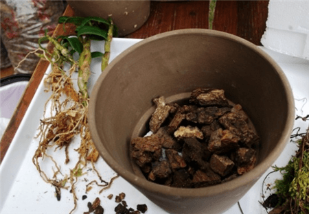 樹(shù)皮墊盆底