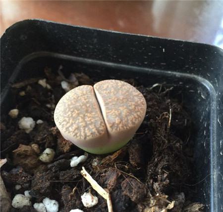 生石花土壤注意事項