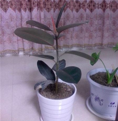 橡皮樹(shù)的修剪養(yǎng)護(hù)