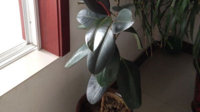 橡皮樹(shù)怎么修剪