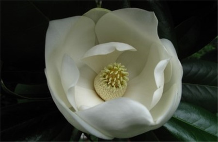 廣玉蘭不開花是水肥不當(dāng)