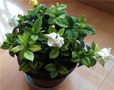 梔子花 梔子花
