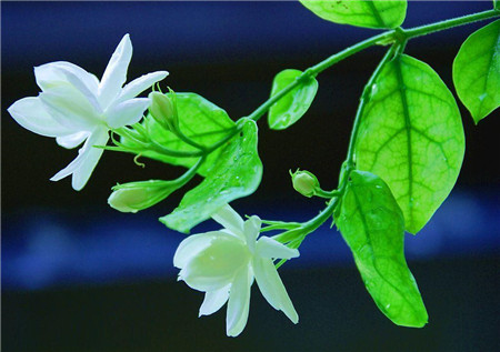 茉莉 茉莉