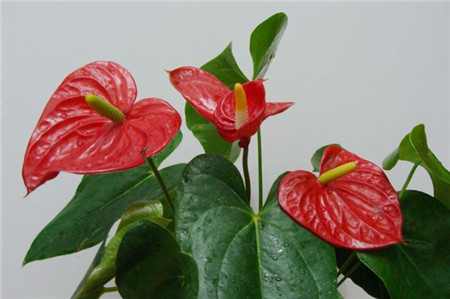 紅掌2 紅掌2
