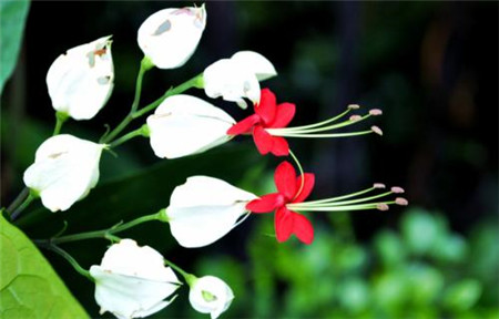 龍吐珠開(kāi)花