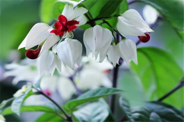 龍吐珠開(kāi)花少怎么辦，尋找原因是關(guān)鍵！
