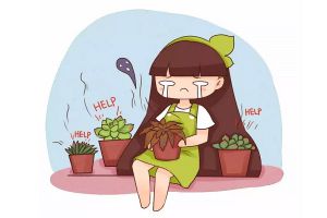 多肉正在向你求救，再不管，它就沒命了！