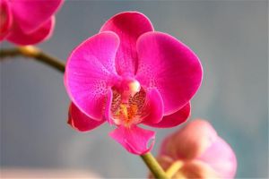 虎刺梅掉葉子怎么辦？