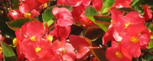 四季海棠掉花怎么辦？